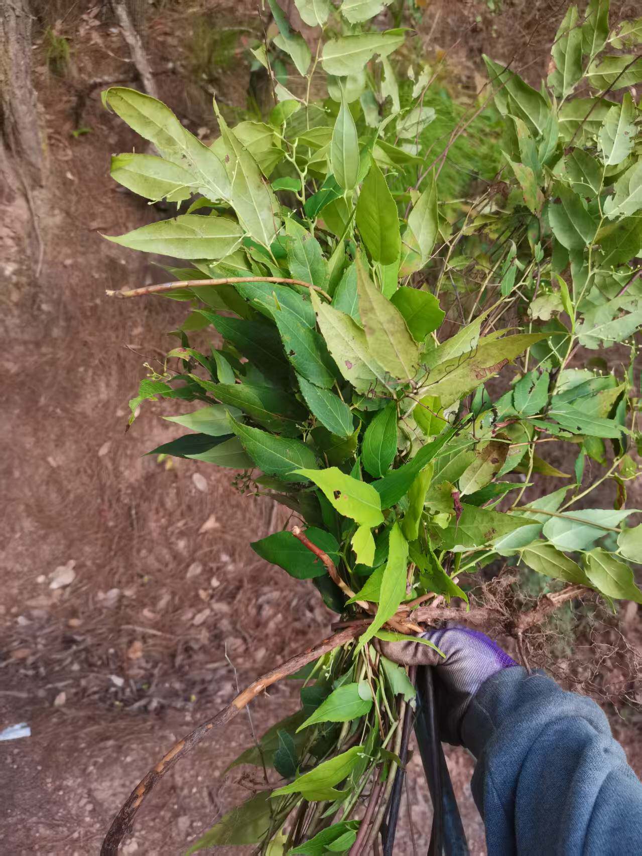云南透骨香铺地滇白珠透骨草全株满山香搜山虎新鲜现采