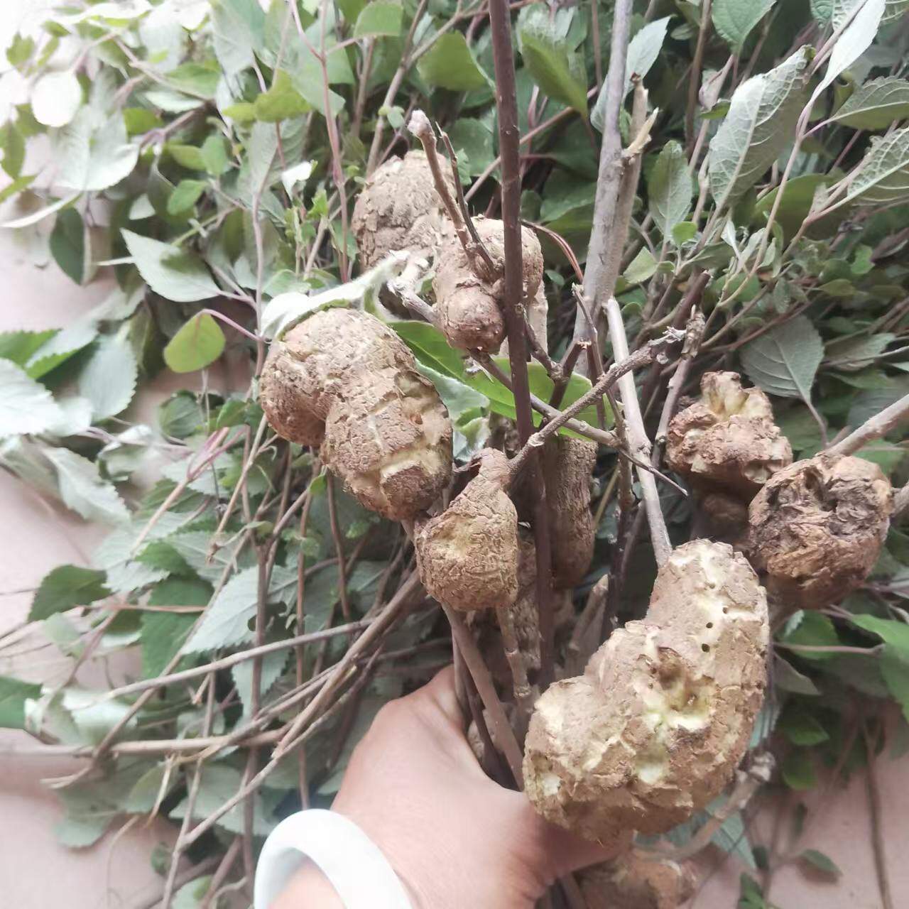 云南深山过饥草白毛将军面风根兔子耳羊耳菊白毛将军树果