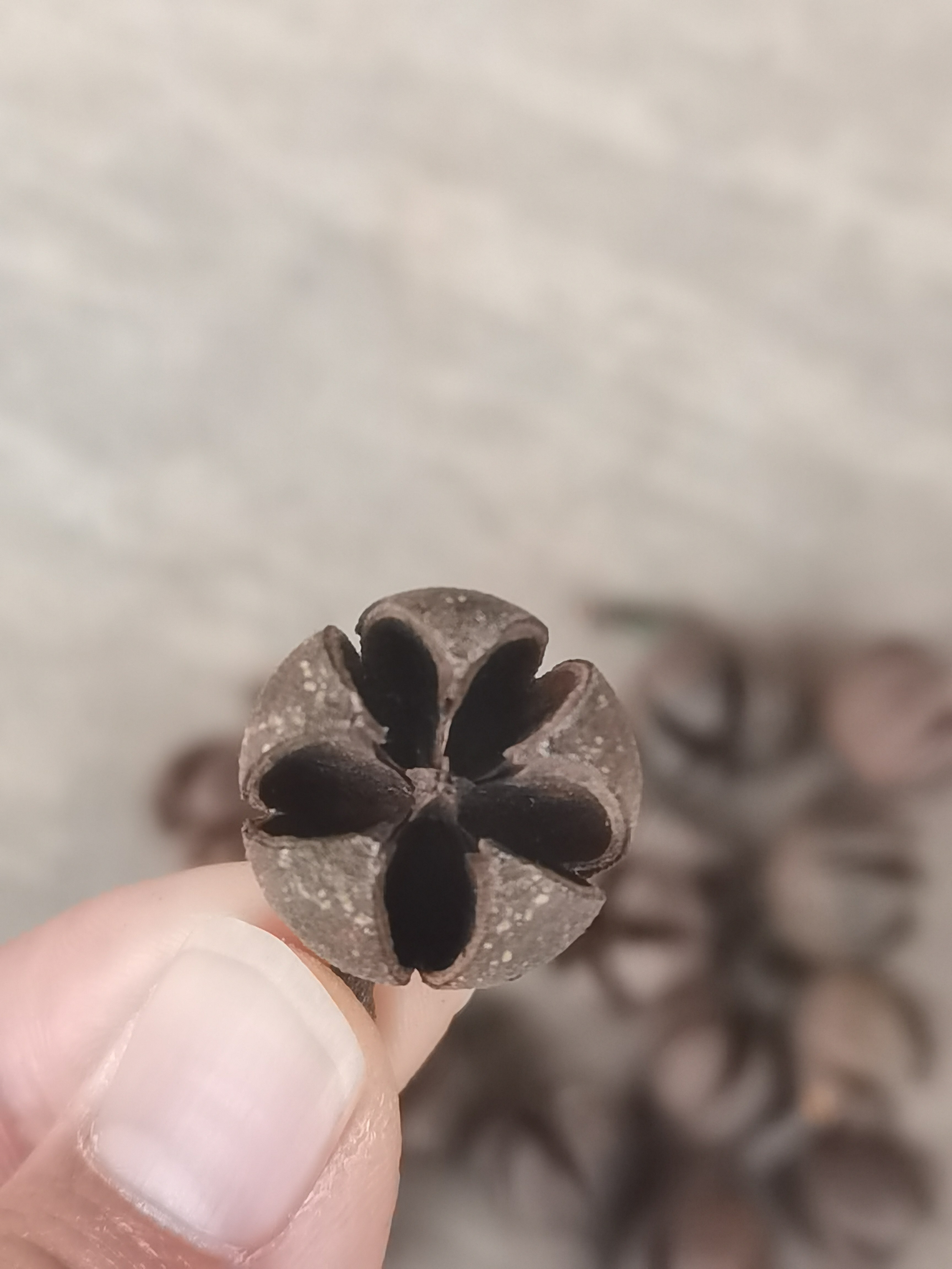 开心十字果干果圣诞树DIY装饰材料摄影道具布置花艺花环花束配饰