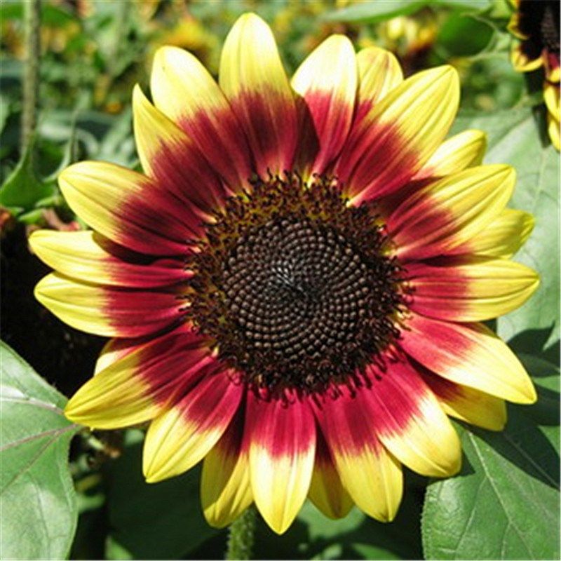 向日葵种子食用彩色观赏矮葵花籽景观园林庭院四季播易种植物花卉