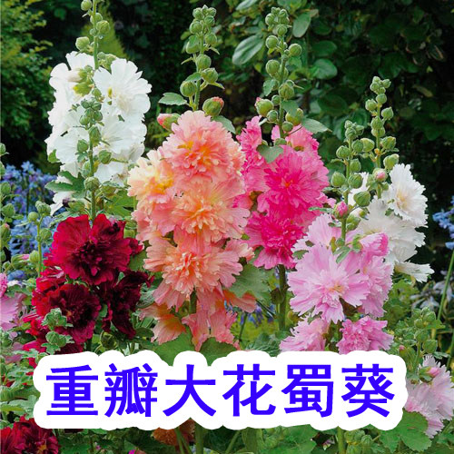 蜀葵花种子一丈红景观园林绿化草花种子春秋播多年生宿根花籽包邮
