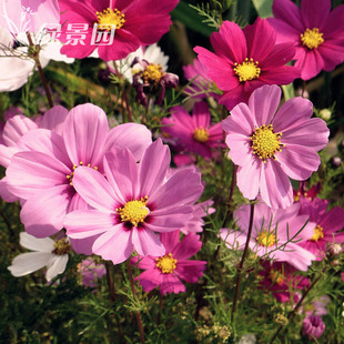 草花种子波斯菊种子混色高杆矮杆格桑花四季 包邮 易种野花组合种子