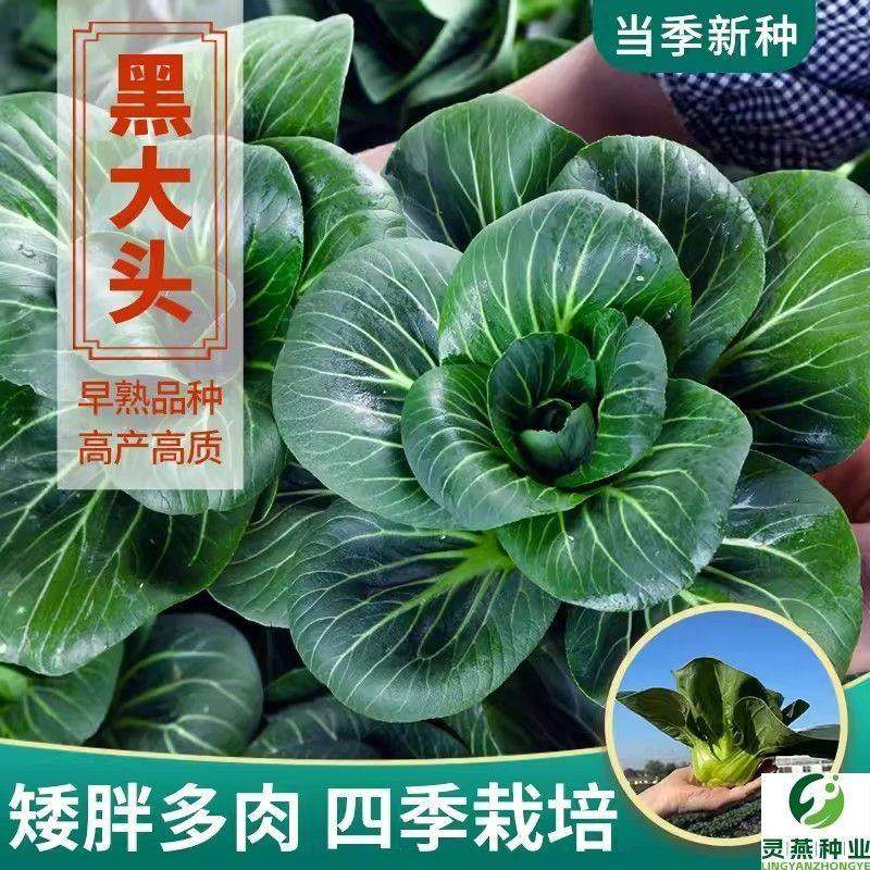 苏州青蔬菜种孑矮脚黑叶大青菜种籽耐寒四季春季上海青菜种子农家,鲜花速递/花卉仿真/绿植园艺,家庭园艺种子,淘宝优惠券,粉丝福利购,淘宝优惠卷
