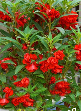 重瓣凤仙花种子染指甲盆栽种孑室内阳台开花易活花卉花种籽子