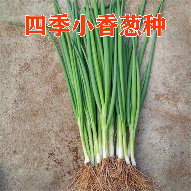 种子庭院大面积种植高产 盆栽 长速快耐寒抗病蔬菜种籽,农用物资,蔬菜种子/种苗,淘宝优惠券,粉丝福利购,淘宝优惠卷