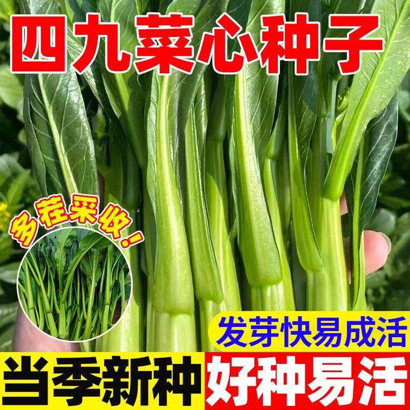 四季菜甜种九抗快耐湿5天青心菜2春子秋四季热农家播四种菜菜籽,鲜花速递/花卉仿真/绿植园艺,家庭园艺种子,淘宝优惠券,粉丝福利购,淘宝优惠卷
