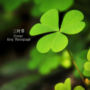 幸运草三叶草种子易种 香草四叶草 花草种子阳台盆栽庭院绿化草坪