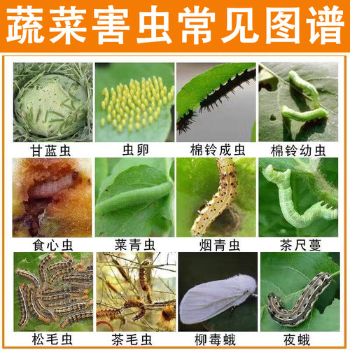 菜青虫毛毛虫小菜蛾卷叶虫杀虫剂