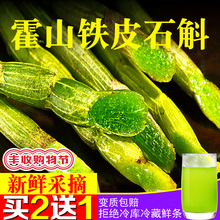 正宗霍山铁皮石斛鲜条新鲜铁皮安徽石斛中药材一斤鲜条500g礼盒装