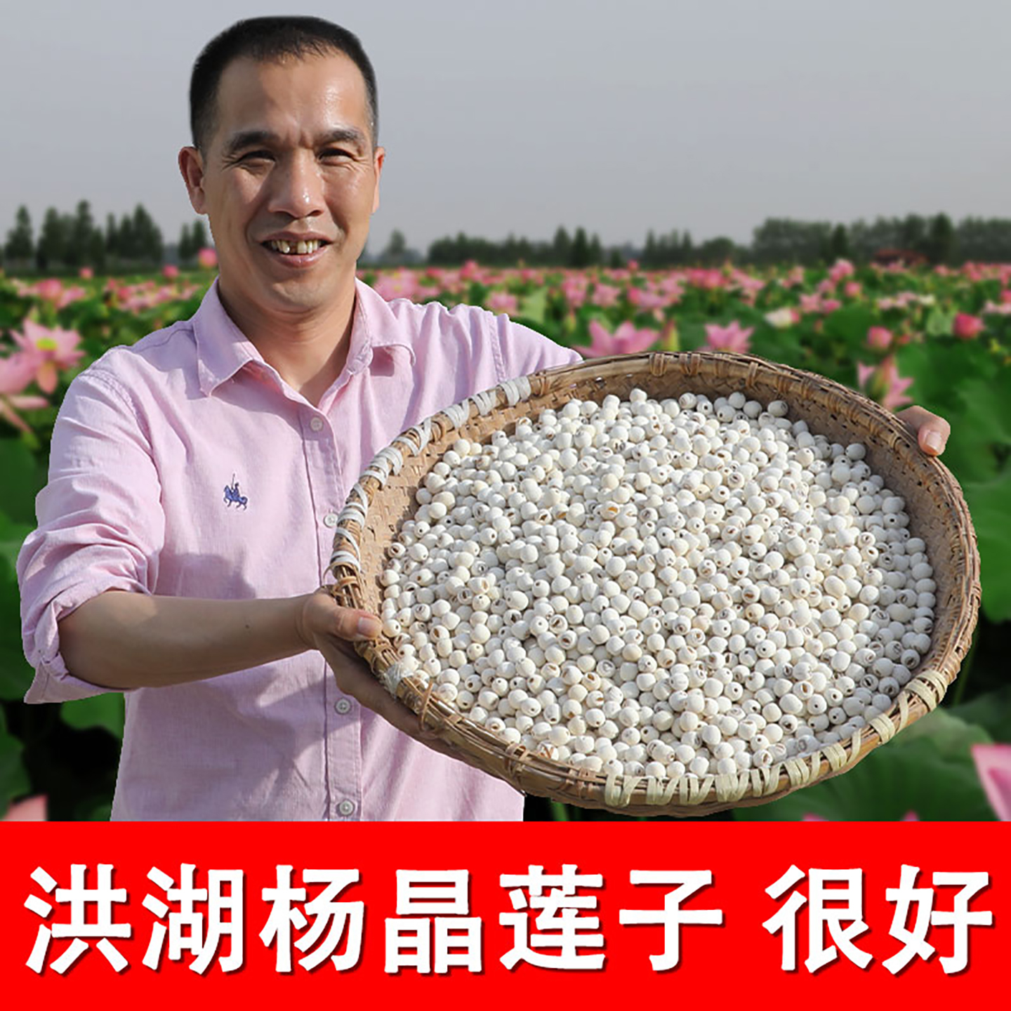 软糯香甜杨晶莲子又大又圆真好吃