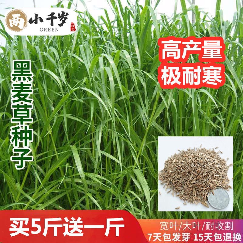 牧草种子黑麦草种子冬牧70耐寒高产四季常青猪牛羊鸡鸭鹅鱼草种籽