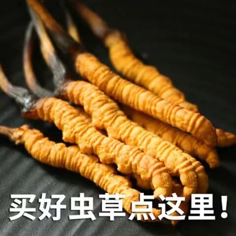 冬虫夏草官方旗舰店1克正品虫草干货头期西藏那曲无断草礼盒装