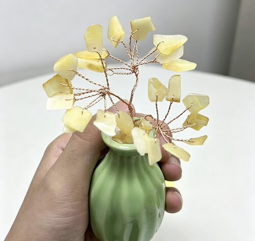 蜜蜡琥珀树