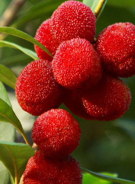 The base supplies seedless Yangmei fruit seedlings and Dong