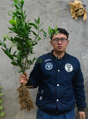 红美人爱媛橘子树桔子苗砂糖橘丑橘四季花盆子栽绿色植礼物