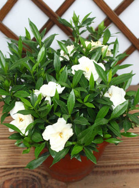 The fragrant gardenia seedlings bloom all year round.