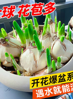 Double petaled narcissus flowers, bulbs, water fed potted p