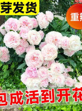 Peony root block with buds, peony flower root ball, floweri