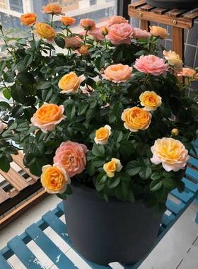 Juice balcony rose seedlings with flower buds, large roses