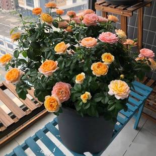 seedlings with flower Juice large rose buds roses balcony