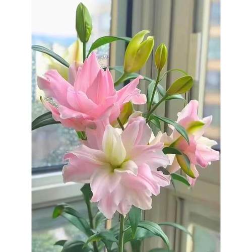 香水味百合四季花盆子栽绿色植礼物球