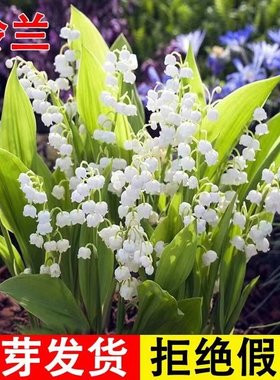 【精品铃兰】浓香铃兰四季花盆子栽绿色植礼物种根