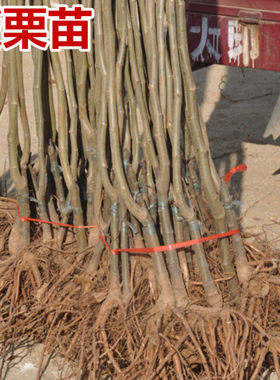 Fruit tree seedlings, chestnut grafted seedlings, Dahongpao