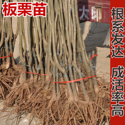 Fruit tree seedlings, chestnut grafted seedlings, Dahongpao