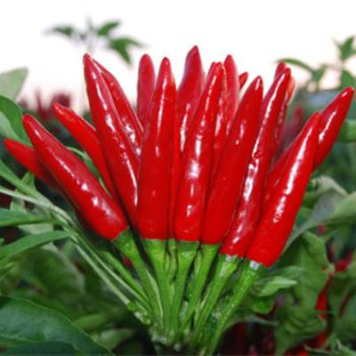 Wholesale various chili seeds for year-round planting