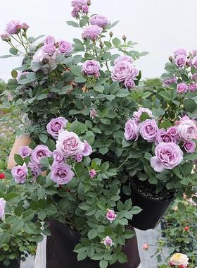 【灌$木品种】月季花多季浓/香玫瑰苗四季花盆子栽绿色植礼物