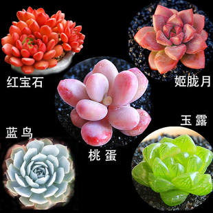 non repeating flower Succulent green set and plant