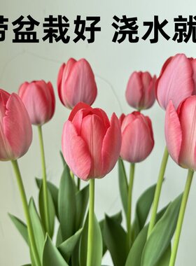 Imported tulip bulbs potted for all-season planting