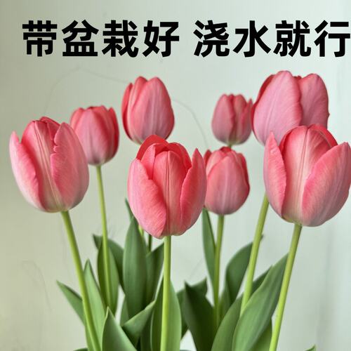 Imported tulip bulbs potted for all-season planting