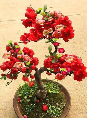 Flowering TreeSeedlings,Outdoor Cold-resistant Potted Flower