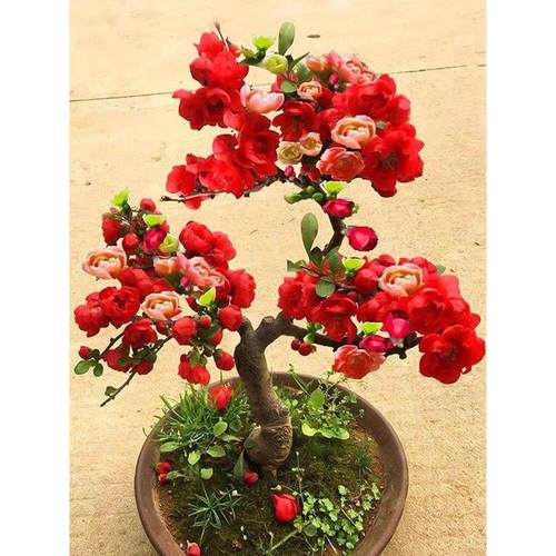 Flowering TreeSeedlings,Outdoor Cold-resistant Potted Flower