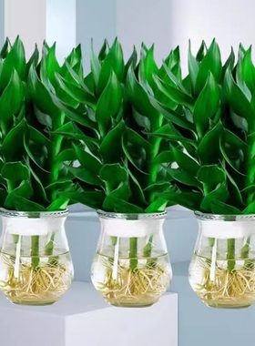 Guanyin bamboo hydroponic plant with root Dracaena sanderian