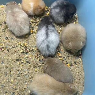 自家繁殖长毛金丝熊活物稀有卷毛黑火蜜波利鸽灰大体巨型富养仓鼠