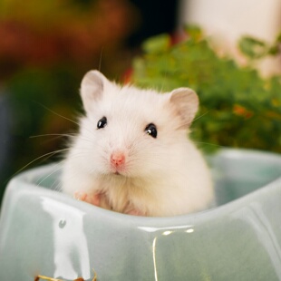 家养温顺小仓鼠活物幼崽金丝熊布丁银狐紫仓包活健康萌宠好养生日