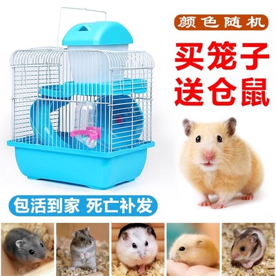 小仓鼠活物送笼子家养仓鼠宠物用品大全金丝熊儿童礼物奶茶鼠网红