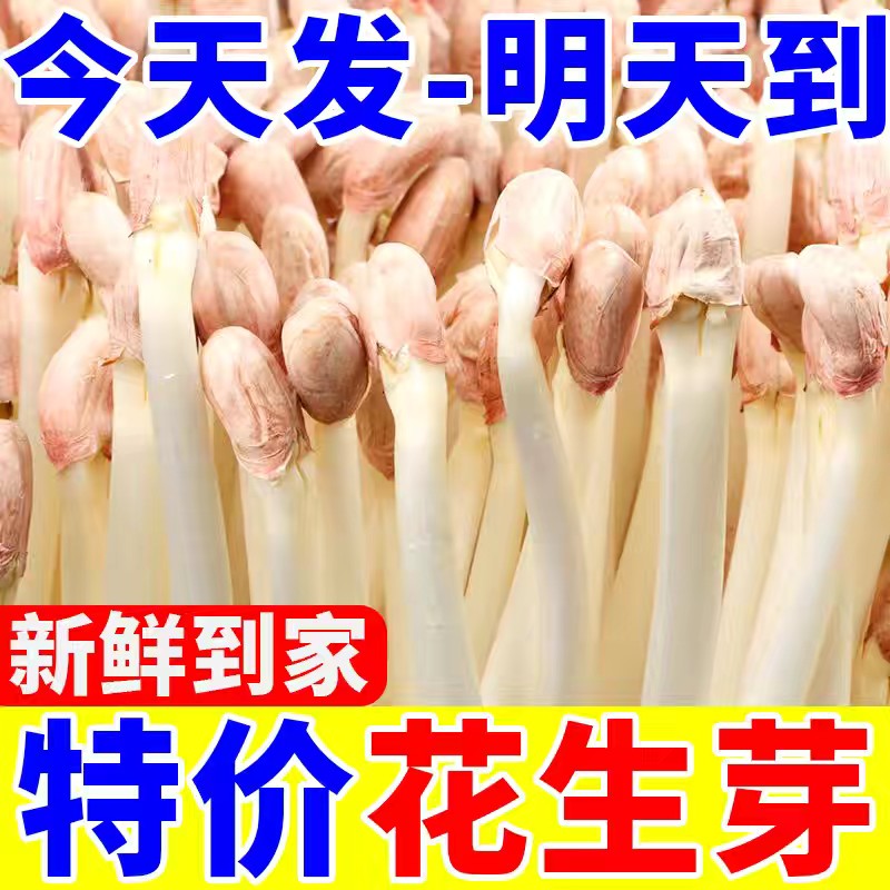 新鲜花生芽现采花生豆芽苗菜新鲜蔬菜酒店饭店商用火锅食材特菜