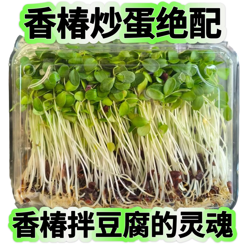 新鲜香椿芽苗菜香椿苗香椿叶新鲜蔬菜摆盘装饰凉拌酒店饭店食材