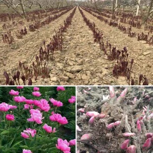 菏泽白芍苗白芍芽苗白芍芽块白芍花芍药花芍药苗