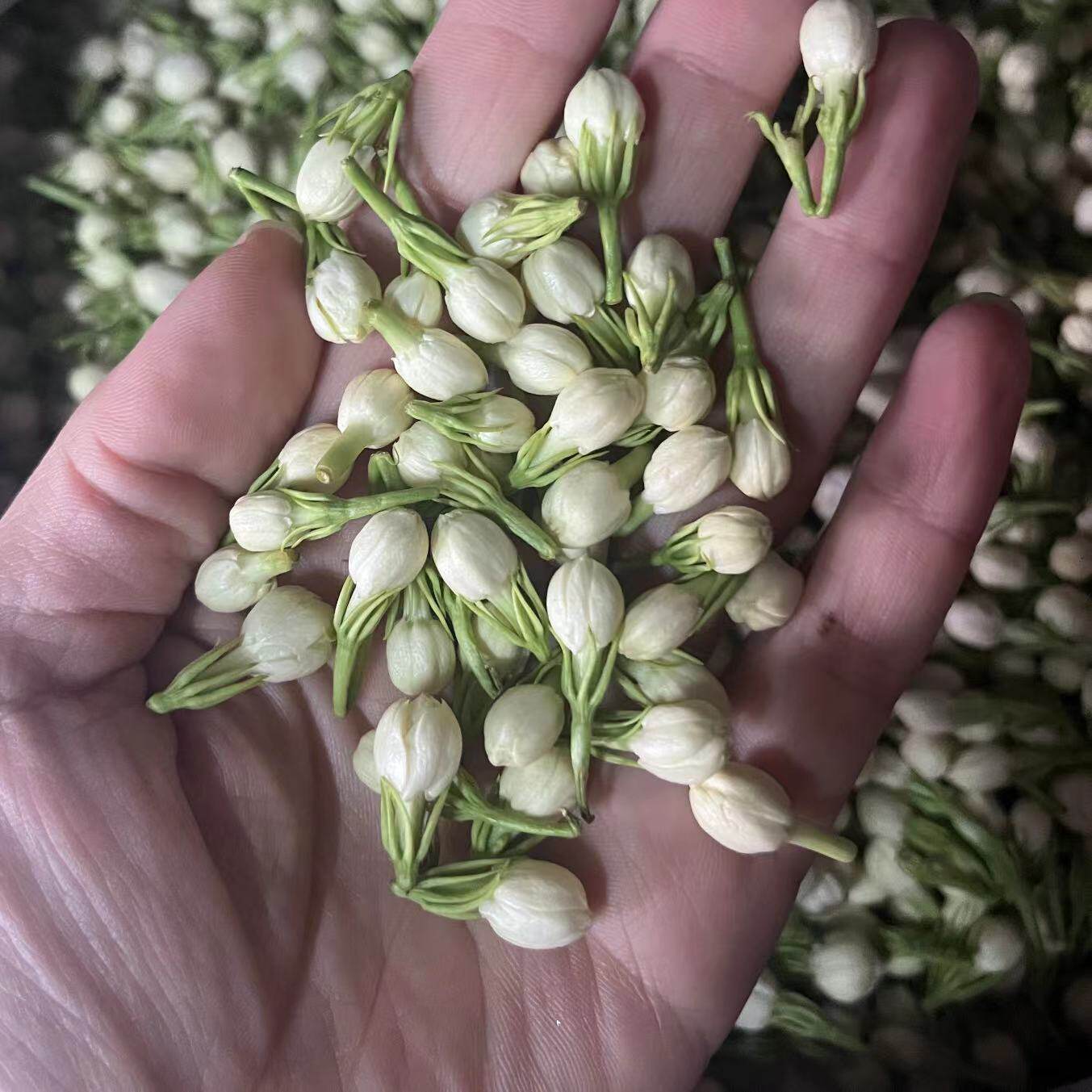 季节限定 潇潇生鲜 新鲜蔬菜 茉莉花 京津冀满68包邮顺丰