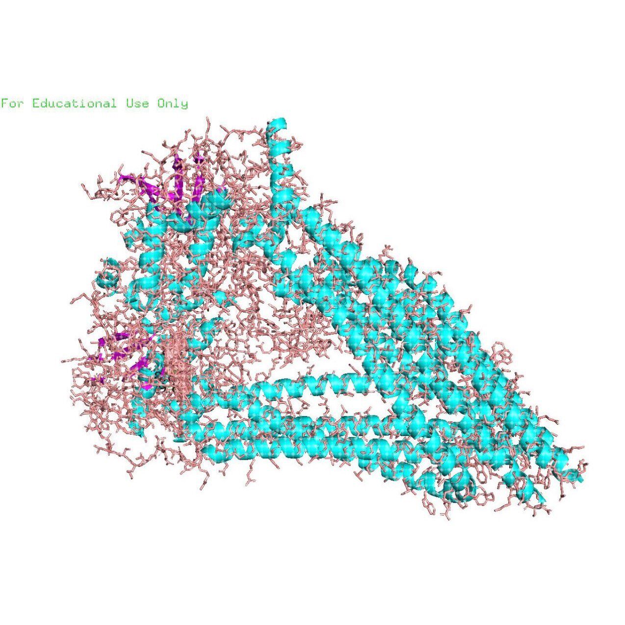 蛋白分子对接Discovery Studio分析3D结构2D结构图PyMOL