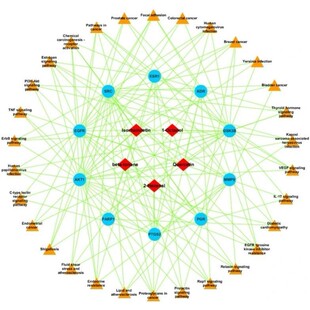 网络药理学，分析对接，药物靶点，分子动力学