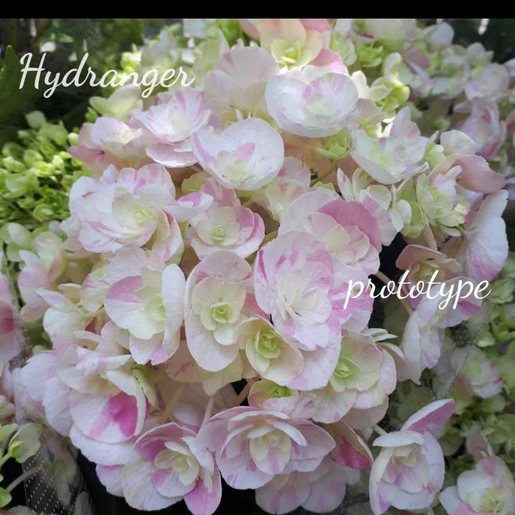 枫雪园艺 福冈重瓣绞B 新品盆栽植物斑纹可爱大花绣球花苗小苗