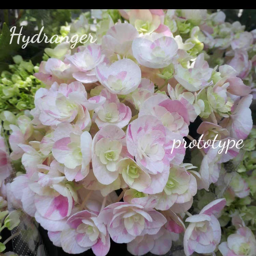 枫雪园艺 福冈重瓣绞B 新品盆栽植物斑纹可爱大花绣球花苗小苗