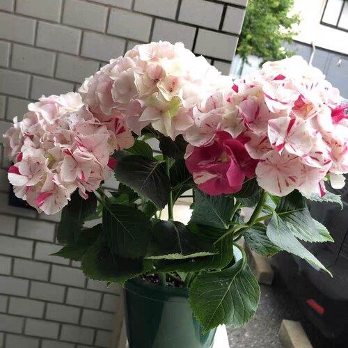 一物一拍新品绣球 寿 变色多色进口大花绣球花苗小苗庭院植物盆栽