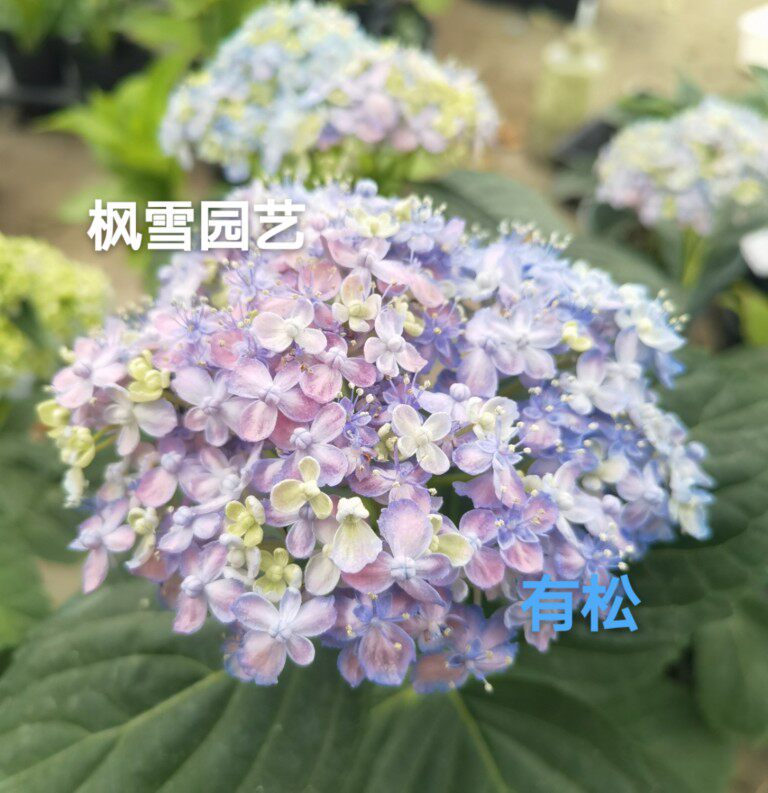 枫雪园艺 有松 进口大花绣球扦插苗小苗庭院阳台植物盆栽花卉
