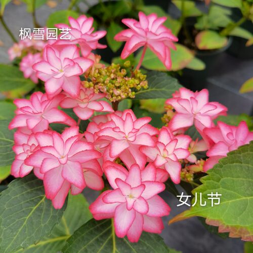 园艺露天进口植物扦插苗大花绣球
